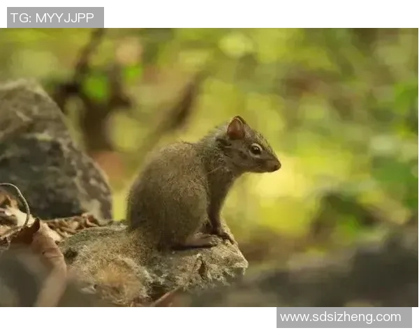 足球明星与动物的奇妙对比揭示运动员的灵动与野性之美